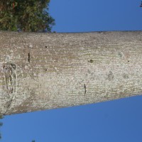 Ceiba pentandra (L.) Gaertn.